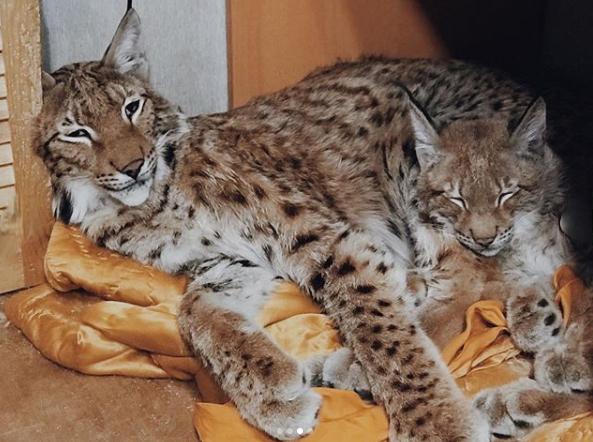 想养猫又怕被猫抓,俄罗斯养猞猁