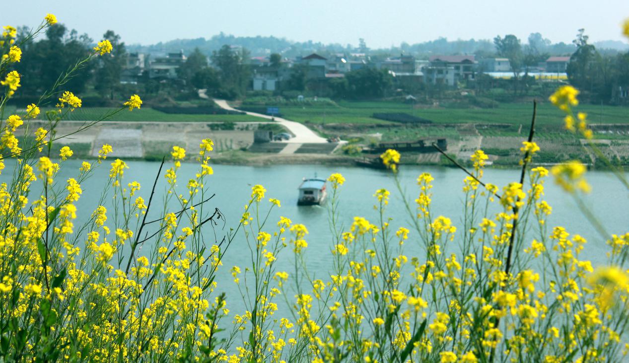 沱江桃花在哪里,沱江赏桃花