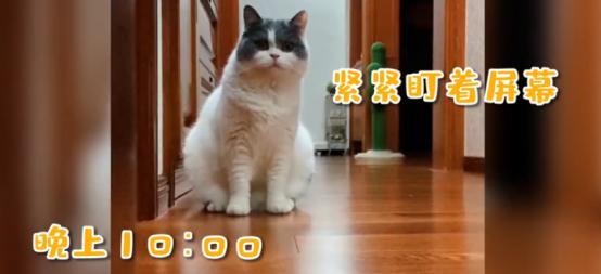 来自猫咪的深情凝望,喵星人你知道我在想你吗