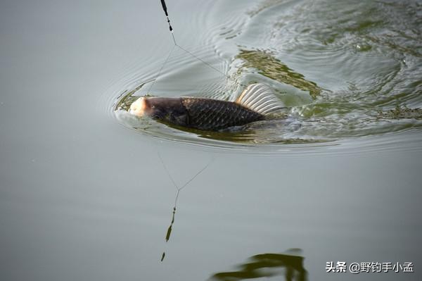 拉饵微离底钓法,拉饵破丝怎样操作