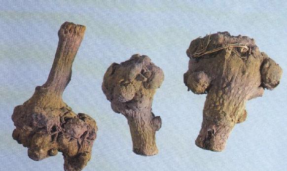 十大最假中药材,真假中药材的鉴别方法