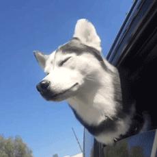 守身如玉20年，“第一次”竟然给了一只狗