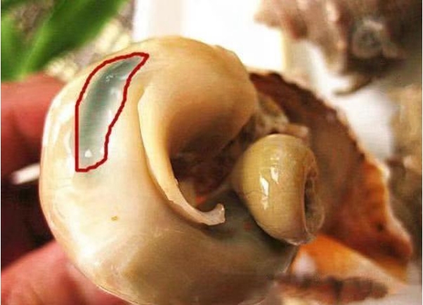 海螺白灼的好吃还是炒的好,海螺白灼真的好吃吗