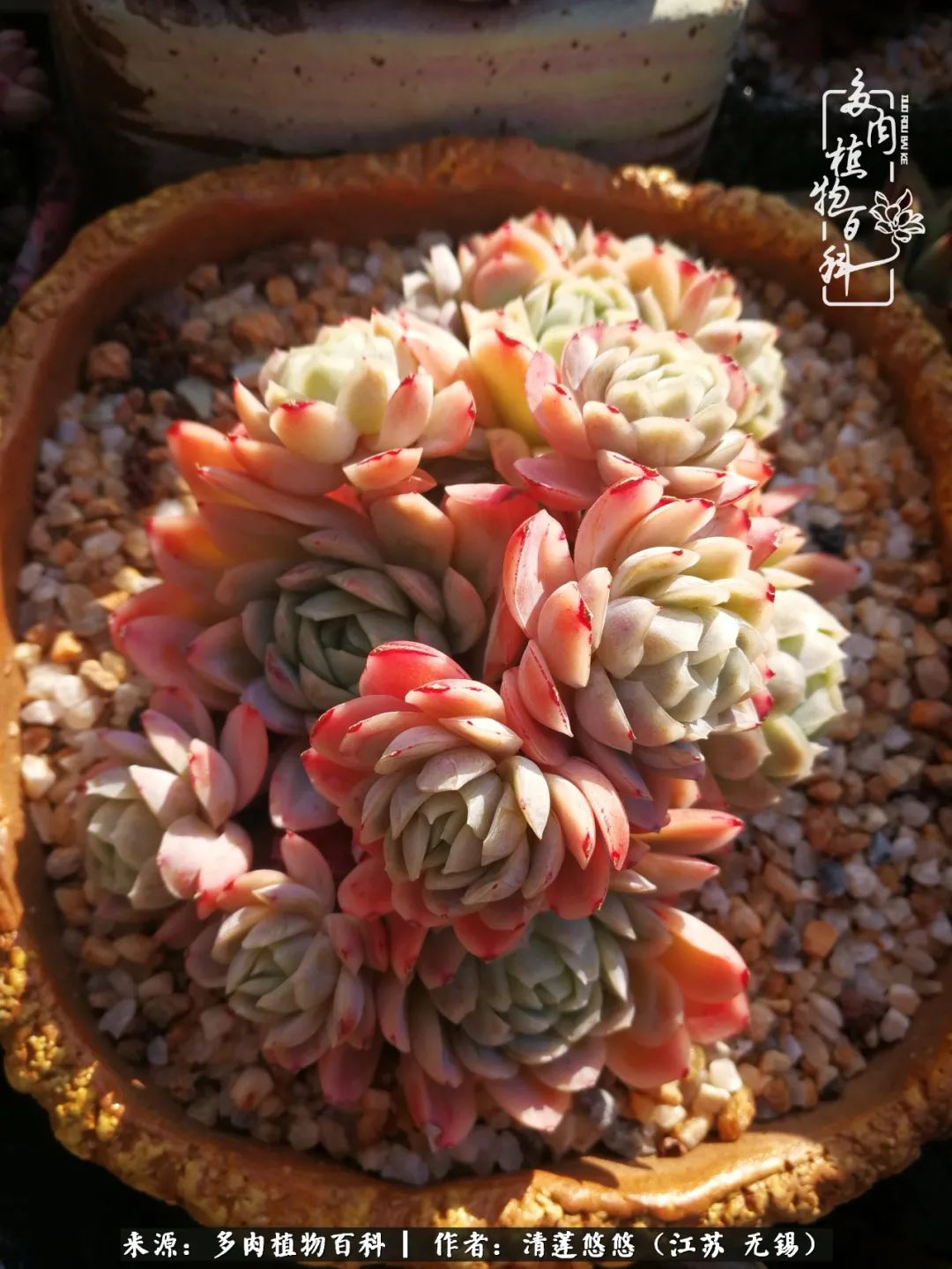 可爱多肉的露脸照,多肉大合照视频