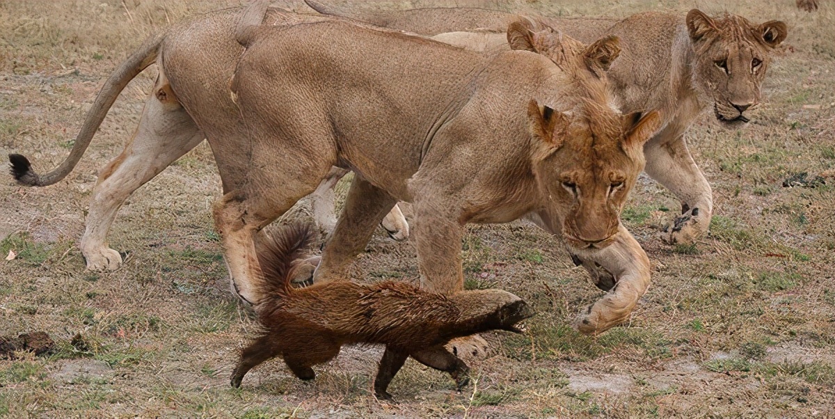 非洲恶霸平头哥，狮子毒蛇都不敢招惹它，蜜獾为何如此嚣张？