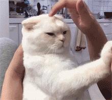 猫咪总是咬人怎么办这几招来教你,猫咪爱咬人怎么办教你一招