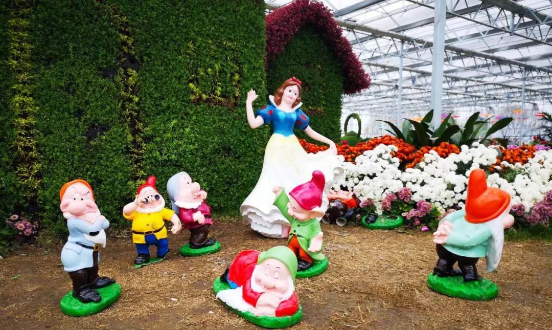 转发此推文,享绍兴平水海丰菊园半价票,更更更送自采菊花一束