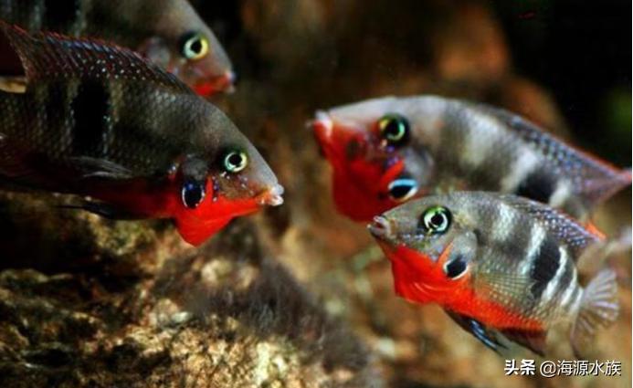 鱼缸的硝化细菌是靠什么建立的,鱼缸硝化细菌能用不同种类的