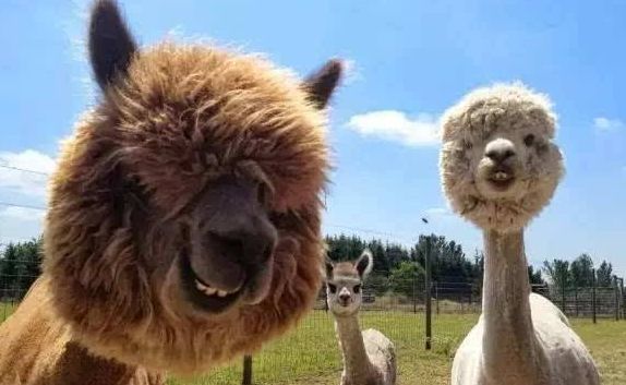 到底哪些野生动物不能吃,哪些是野生动物不可以吃