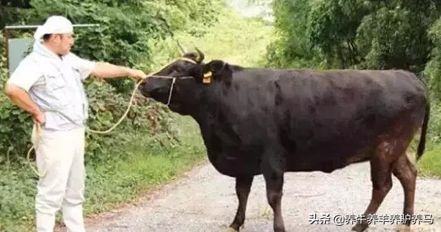 适合生产雪花牛肉的中国牛品种,夏洛莱和黑白花牛杂交是啥品种