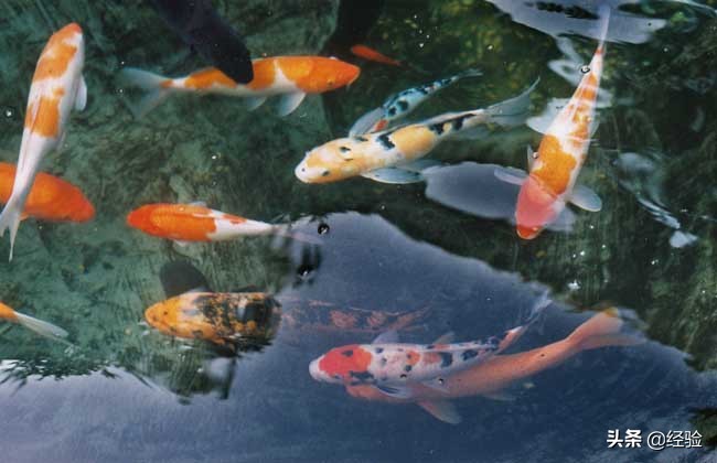 锦鲤吃小鱼吗,锦鲤吃什么食物颜色漂亮