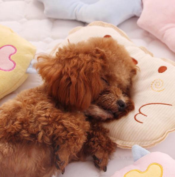 泰迪犬可以在卧室睡么,怎么让泰迪犬睡觉