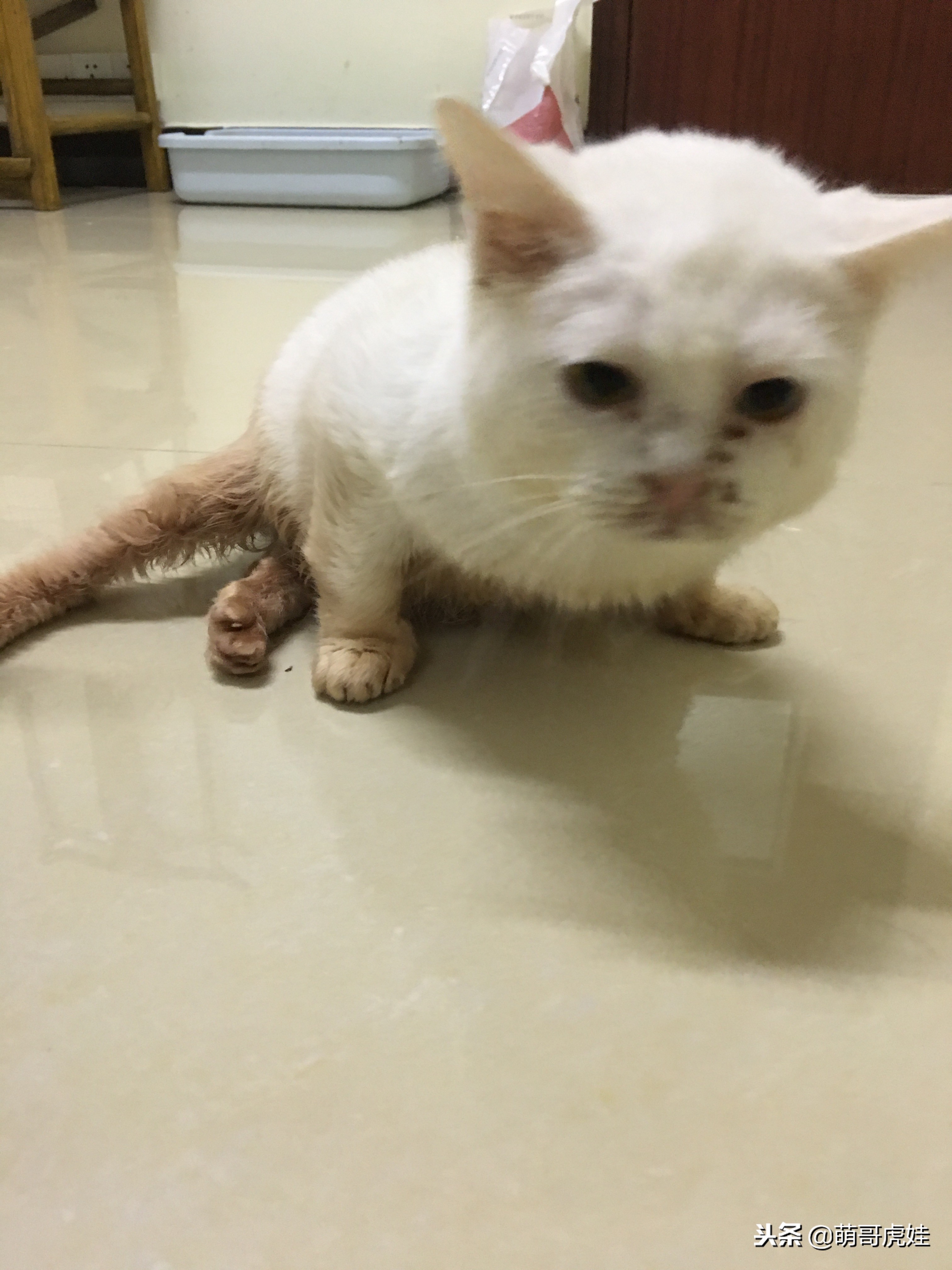 猫咪后腿突然站不起来了,猫咪后腿无力走路不稳一直叫