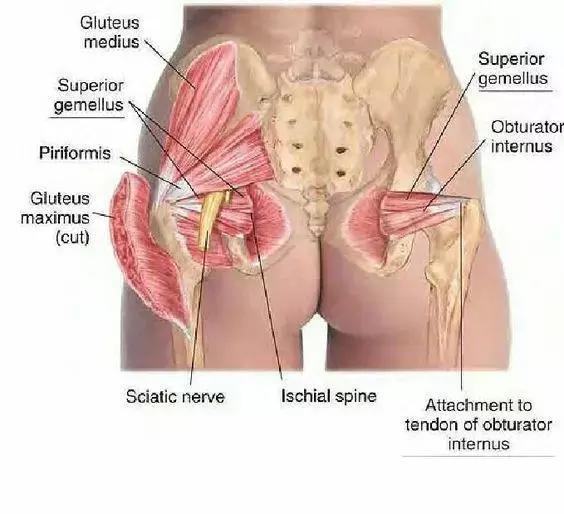 盆底肌小知识,简述盆底肌的解剖结构