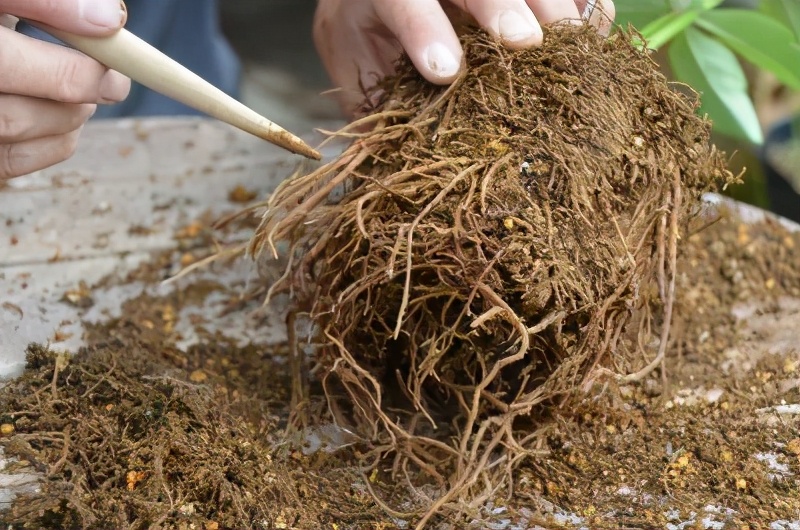 大雪天能种的植物,迷你玫瑰是不是一年四季都能开花
