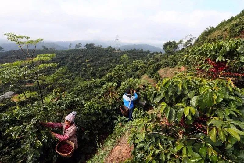 一杯咖啡一种生活,品一杯咖啡享一种情调