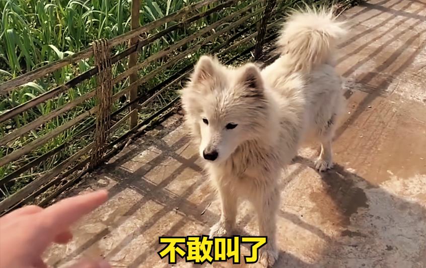 男子用指狗不咬法吓恶犬,四川男子爷爷教指狗不咬法