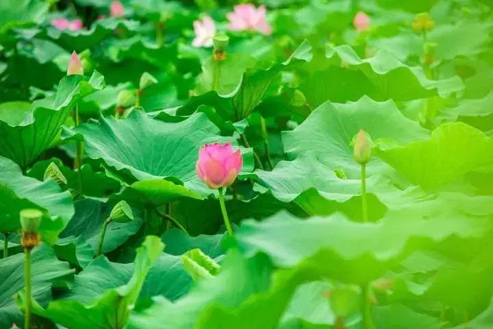 中国著名赏荷胜地,中国最著名的十大赏荷地