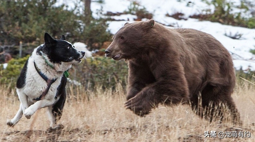 四大猎犬哪种最厉害最可怕,世界上最厉害的猎犬