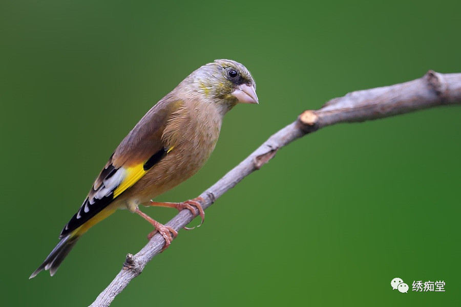 和鸟交谈,怎样和鸟交流沟通