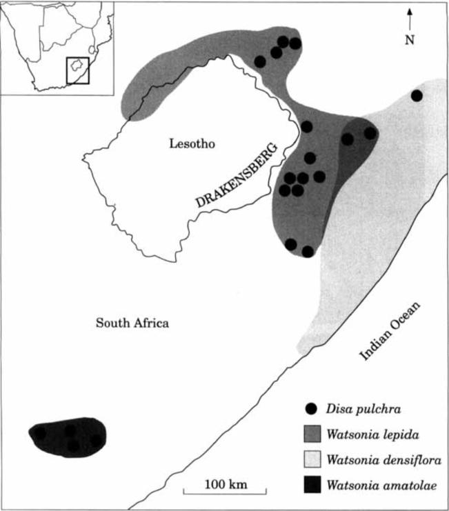 昆虫：喂，3·15平台吗？我实名举报假冒拟态花朵