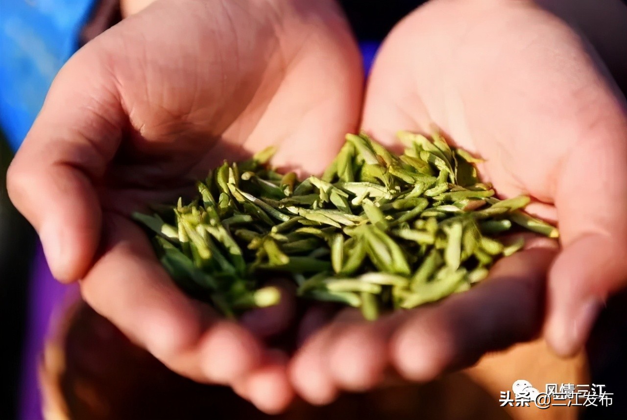 三江金奖茶,中国早春第一茶三江茶