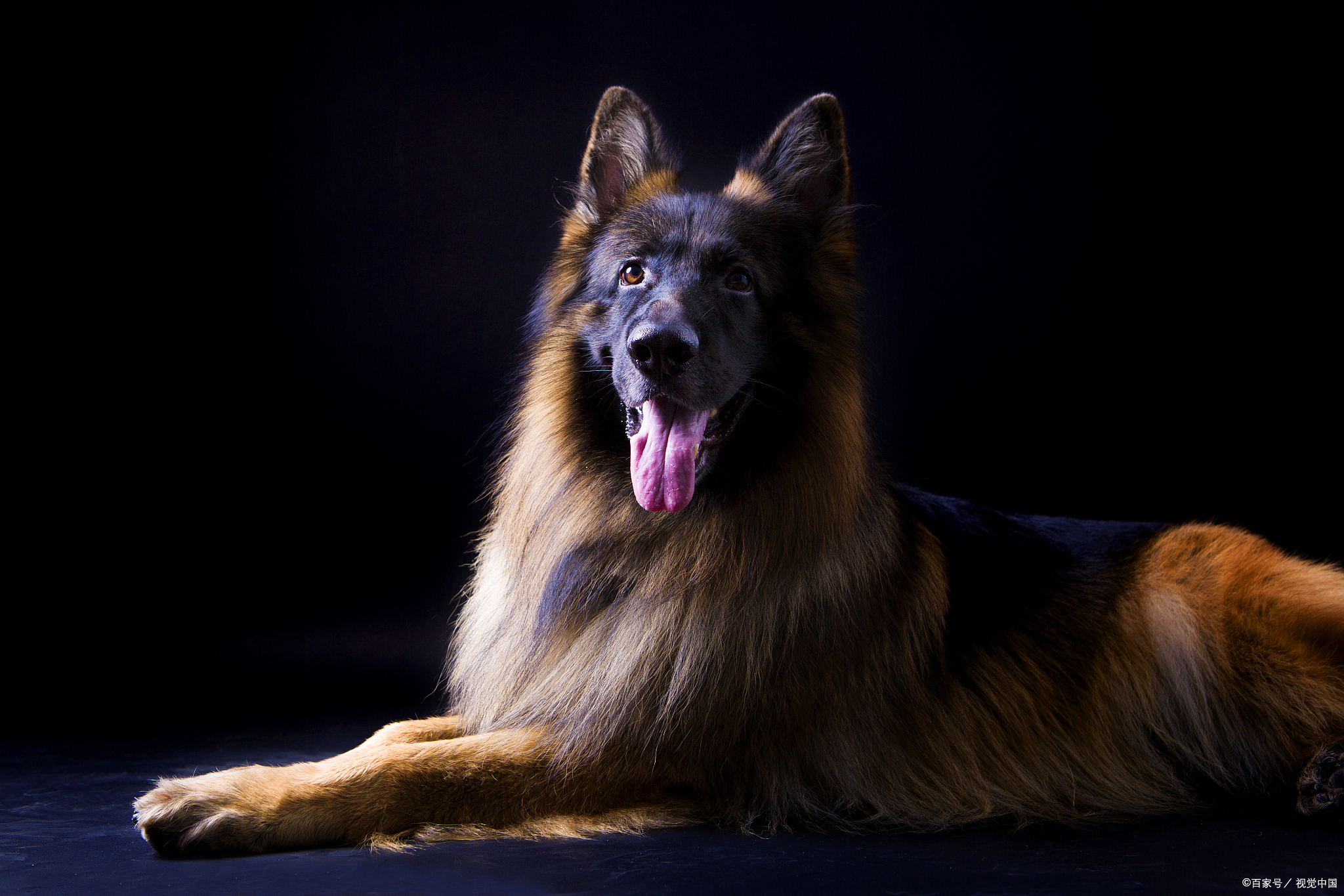 怎么训练德牧坐下起立,如何训练德牧坐下