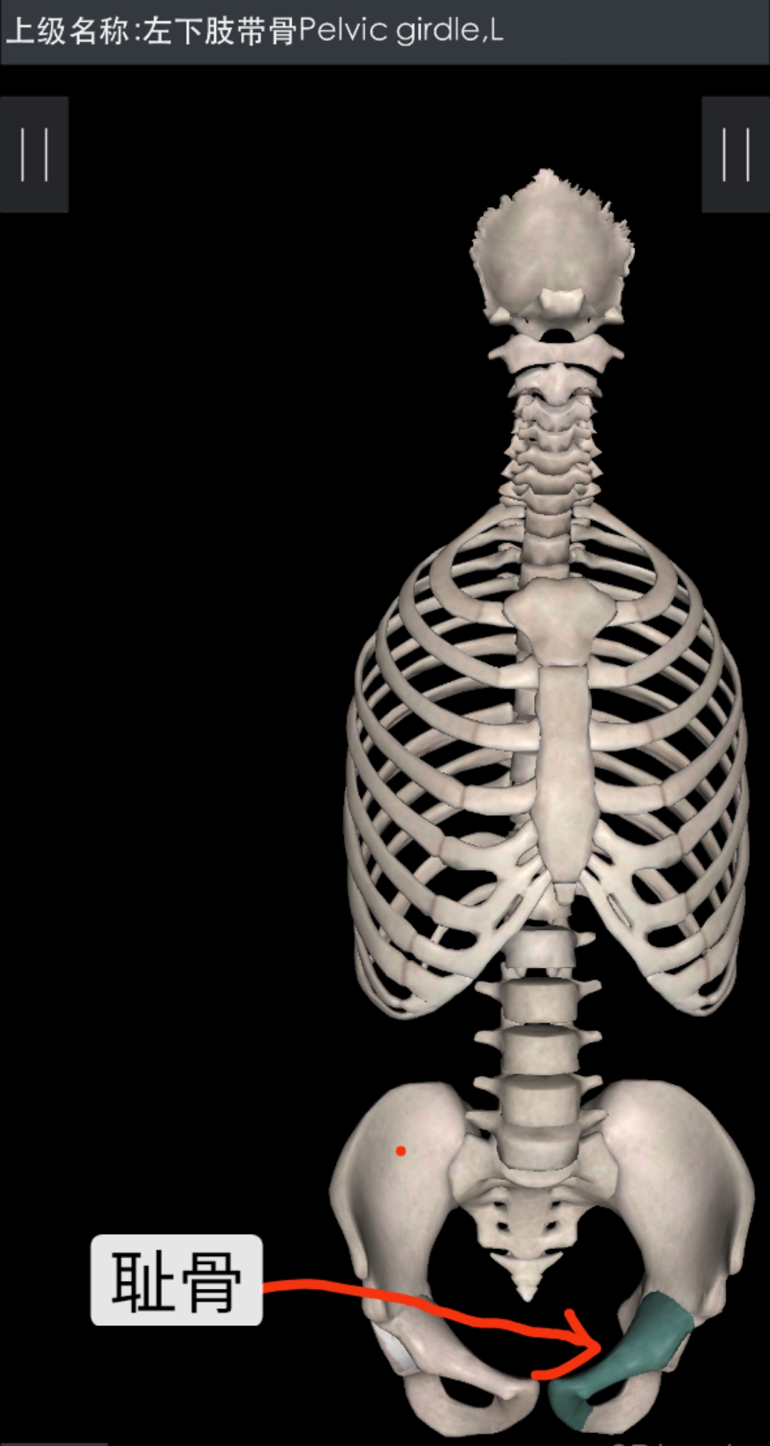 瑜伽教练初级训练动作视频,瑜伽教培班108个入门体式