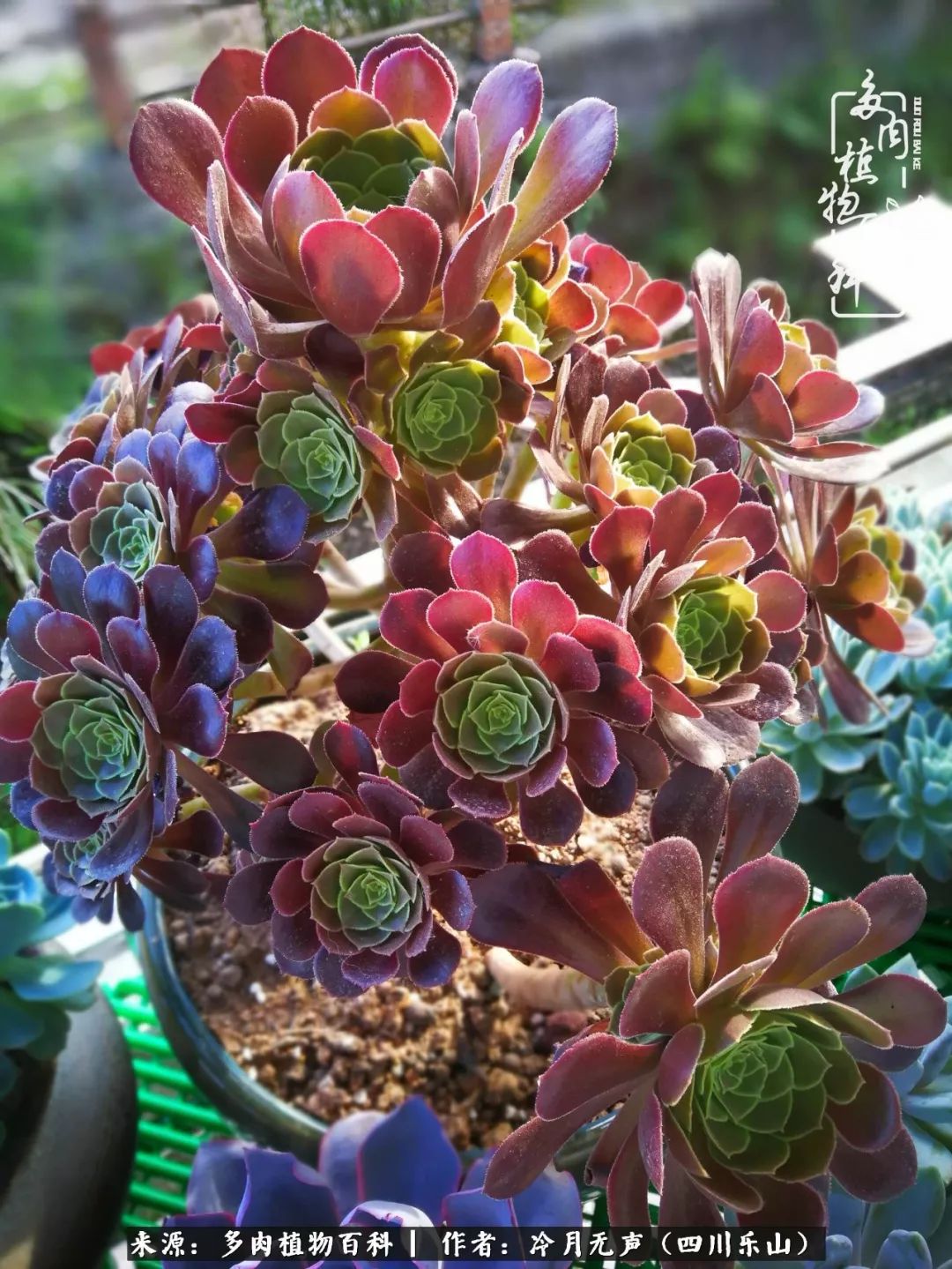 时光见证多肉故事,关于多肉的故事