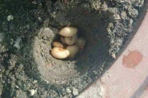 绿萝怎么养才能更旺盛不用肥料,绿萝怎么养才能更旺盛不用肥料养