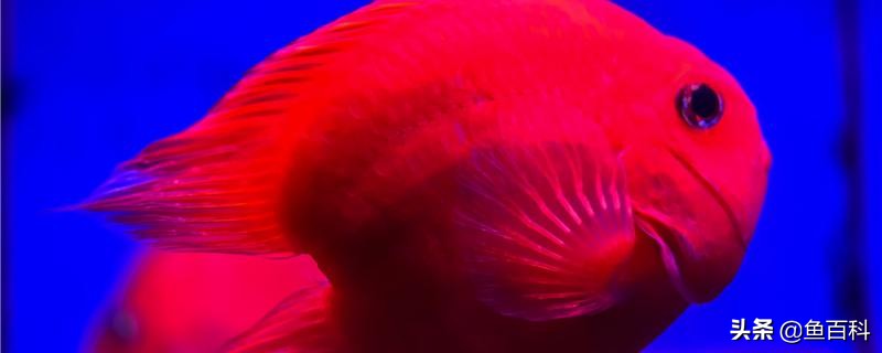 虎皮鱼鱼头朝下倒立怎么回事,血红鹦鹉鱼头朝上怎么回事