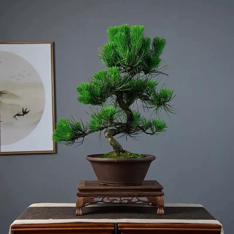 这六种花寓意吉祥好养易活,公认最吉利的4种花