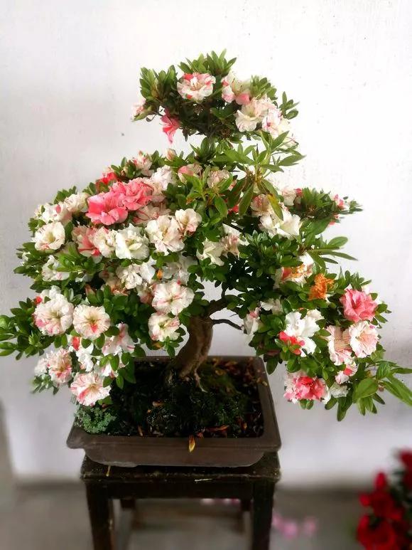 养花忘记浇水的幽默句子,养花浇水不知道量怎么办