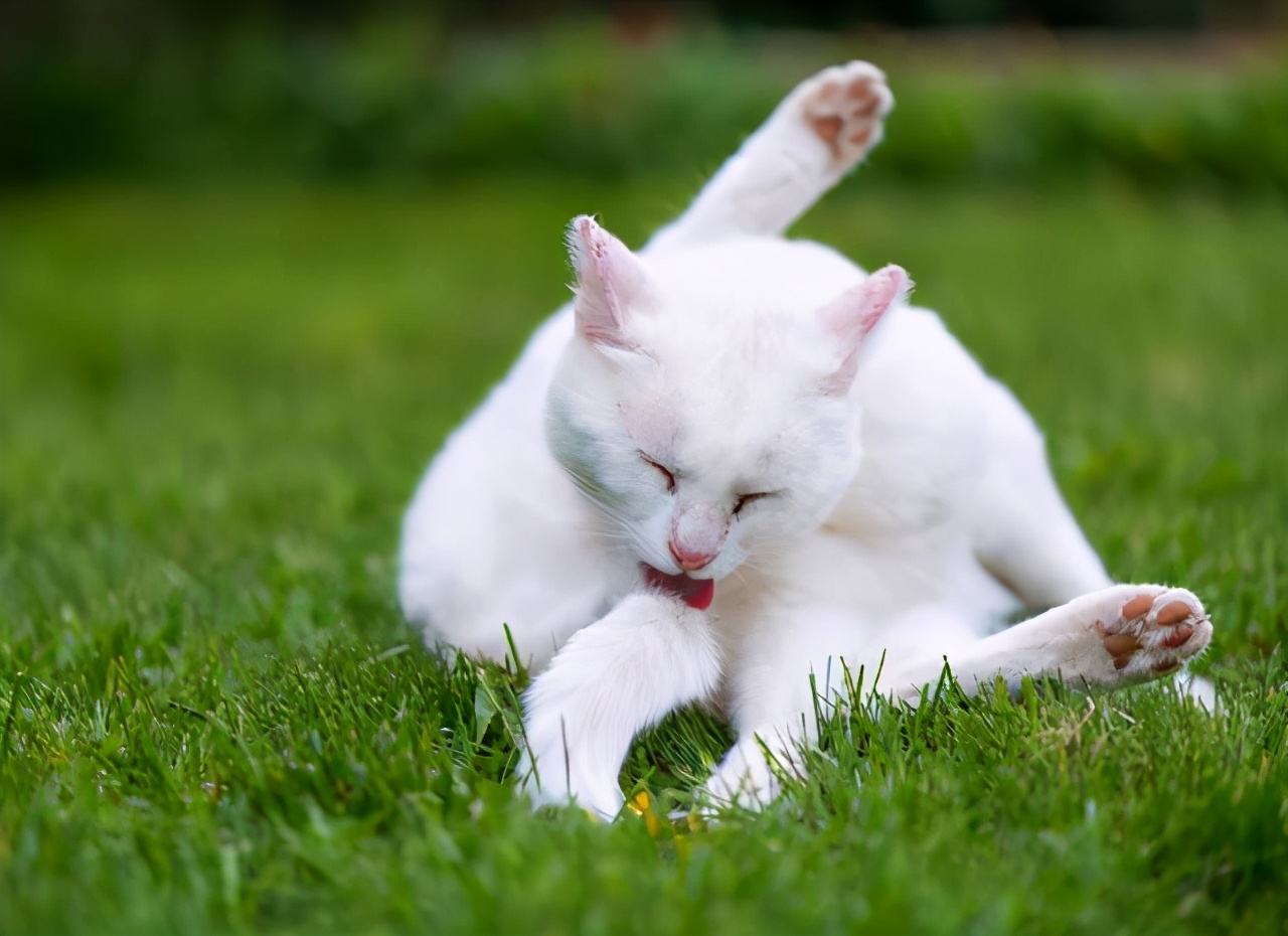 猫咪舔脚要注意什么,猫咪舔东西