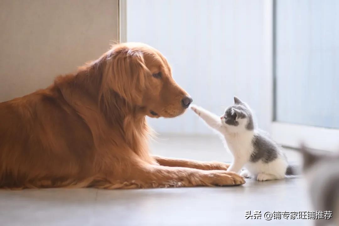 宠物店创业加盟,宠物店一站式前景