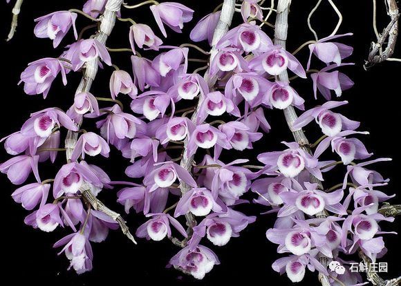 七彩石斛怎么养才能爆花,什么品种的石斛开爆花