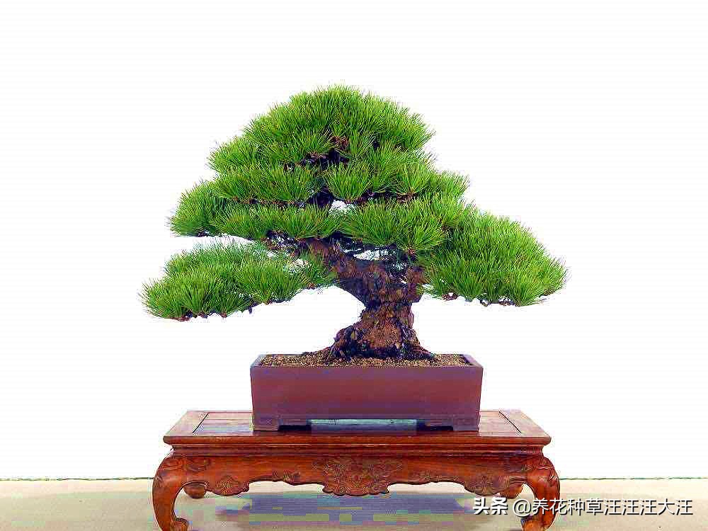 亭亭山上松瑟瑟谷中风谁写的,黑松临水造型盆景