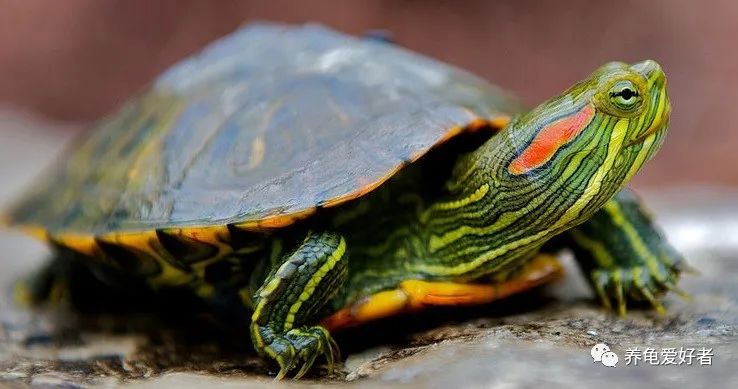 怎么养龟存活率大,养龟应该规律喂食还是不规律喂食