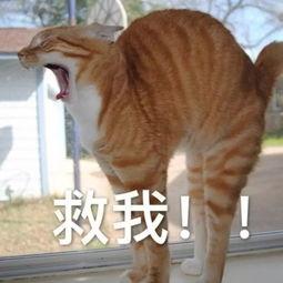 小米有品黄金测评,小米有品买的黄金