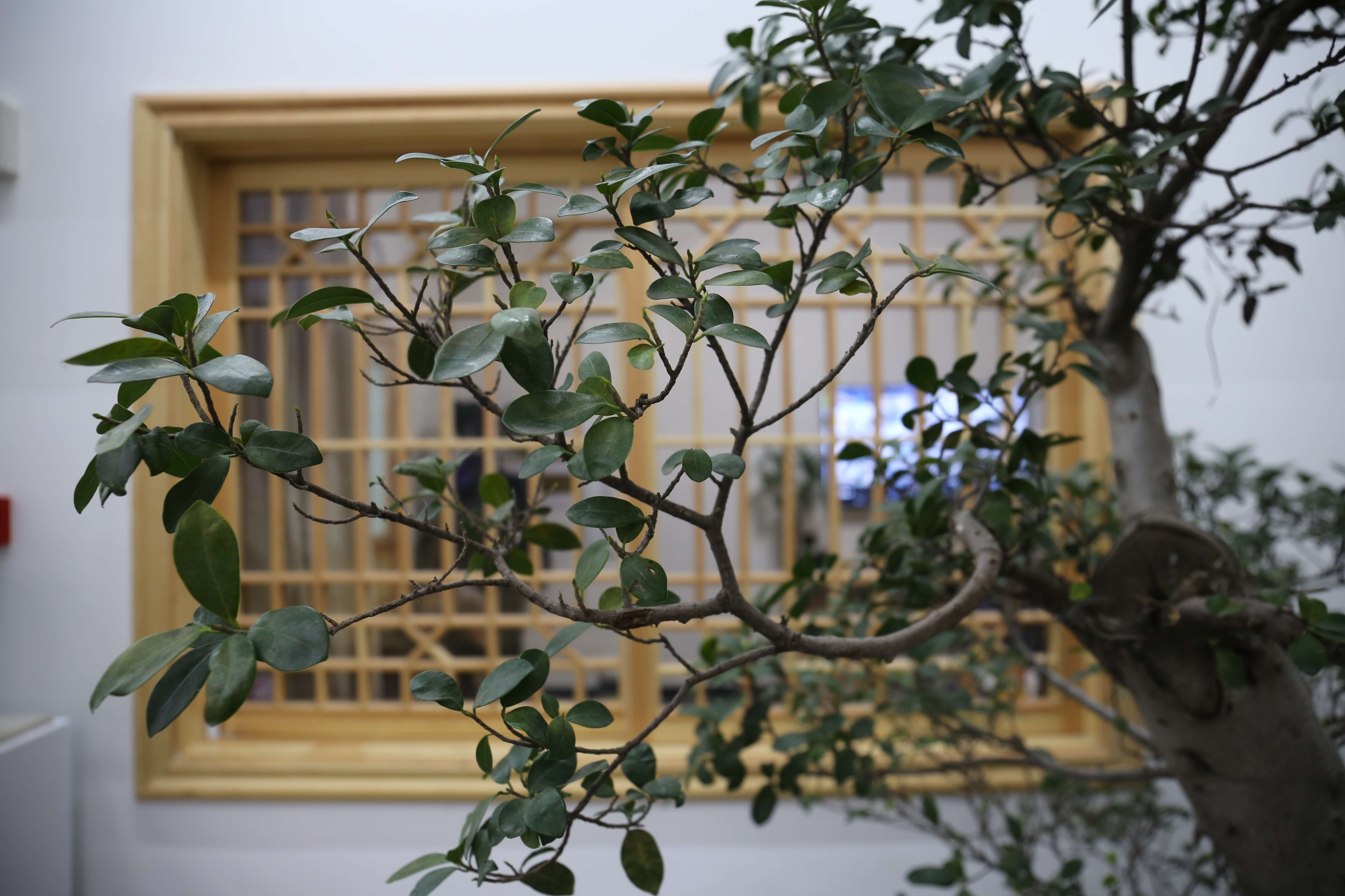 文华千载耀海城,翰墨飘逸醉临溟——张世刚艺术馆开馆