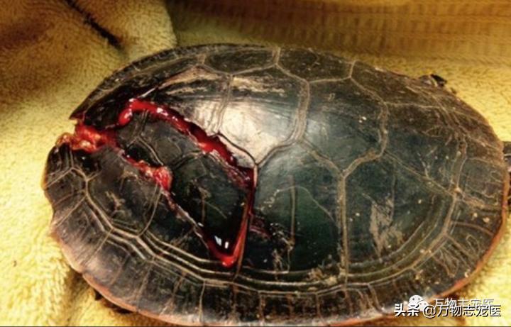 乌龟的壳碎了还能恢复吗,乌龟的壳边缘破了一点点会不会死