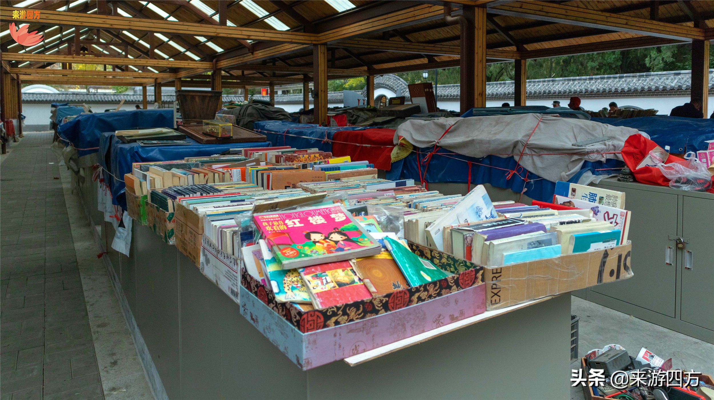 济南老商埠中山公园,济南秋风扫落叶