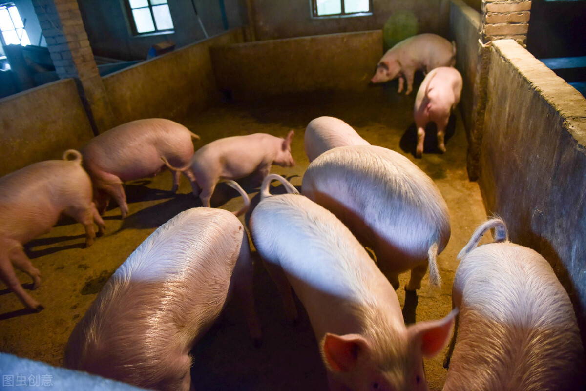 猪拉稀怎么治效果最快好,猪拉稀怎么治最快最有效