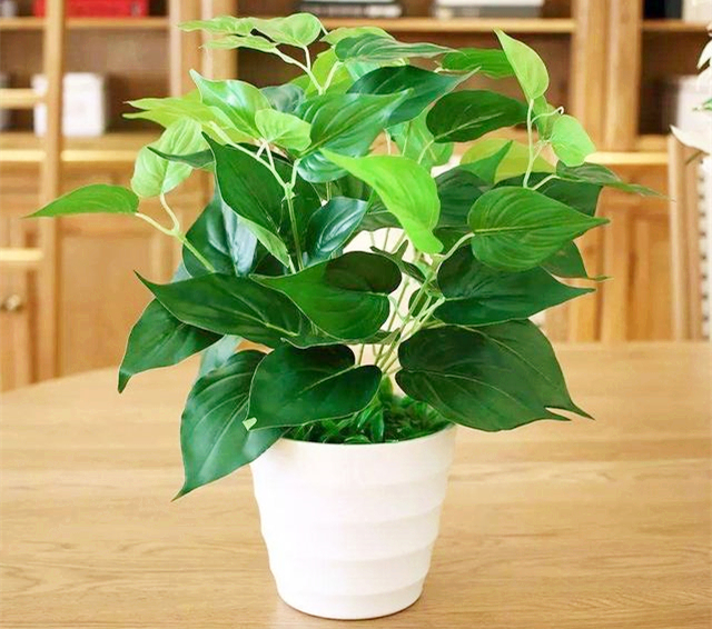 绿萝叶子没发黄但感觉奄奄一息,绿萝奄奄一息怎么救活