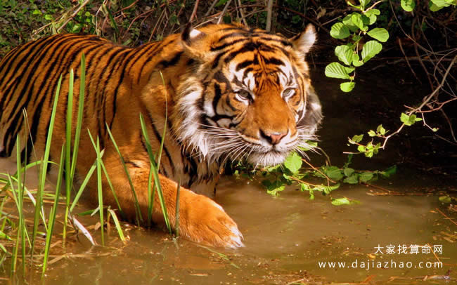 2020年12生肖时运表,十二生肖2020年事业运排行榜