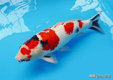 鱼突眼是什么原因引起的,鱼凸眼是什么原因引起怎么治疗