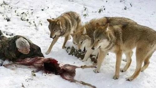 国外老人成为狼群的头狼，母狼发情时最尴尬，地位受挑战时最危险