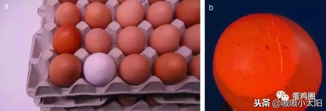 蛋壳是如何形成的?破蛋、软蛋多是咋回事?