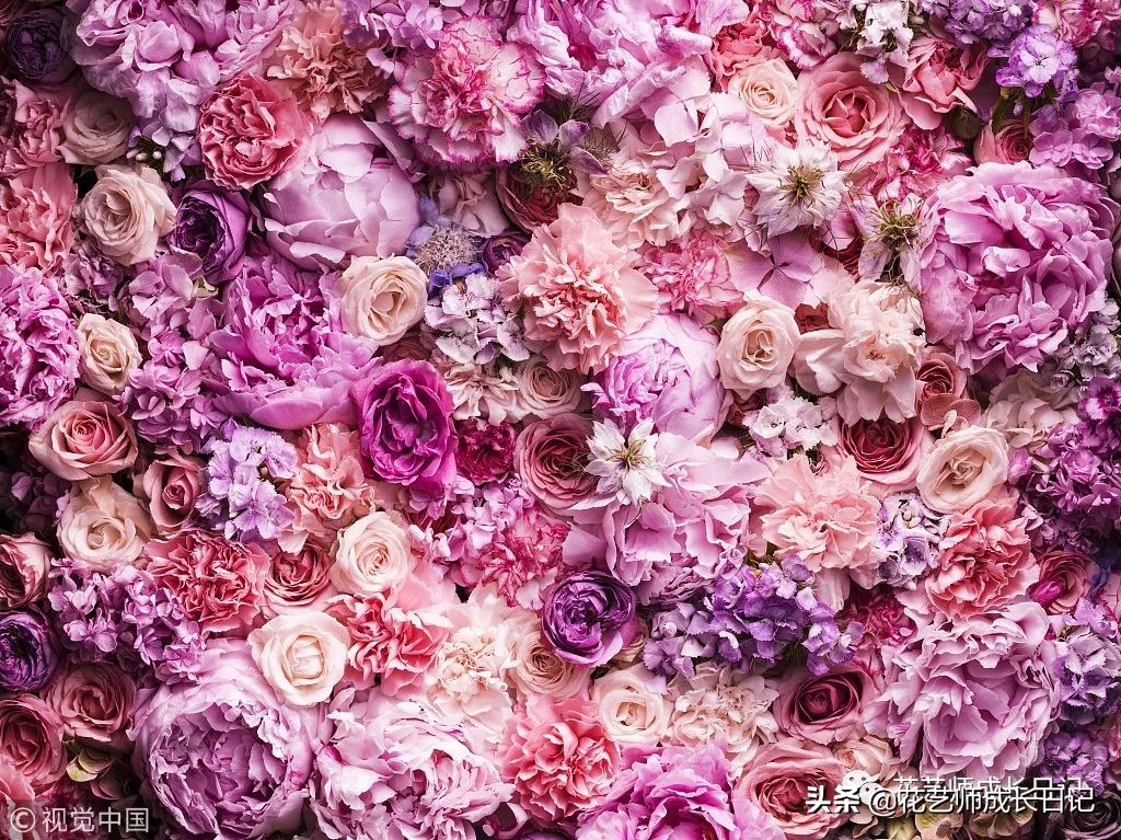 1-999朵玫瑰花分别代表什么花语,1到99朵玫瑰花花语