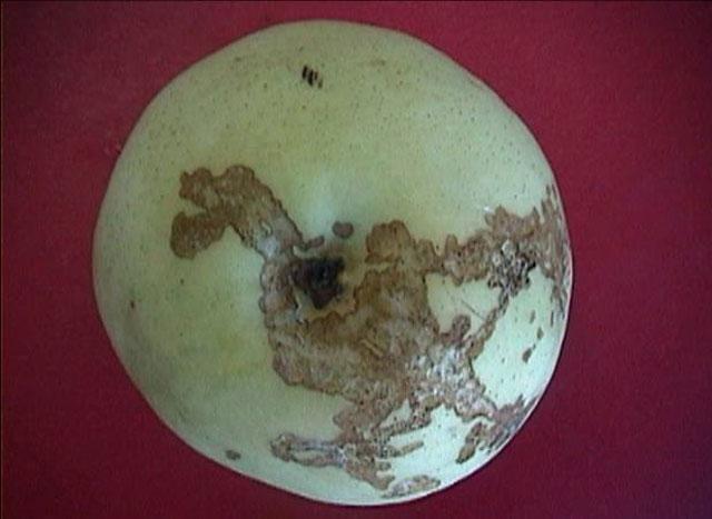 苹果小卷蛾用什么杀虫剂,苹果树卷叶病用什么药